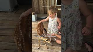 Download lagu Anak Rusa Ini Kembali Setelah Diselamatkan… Tapi Ia Tak Datang Sendirian! 🥹🦌❤️ #shorts #animals mp3