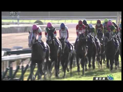 菊花賞 2015(3000m) THE KIKUKA SHO 2015