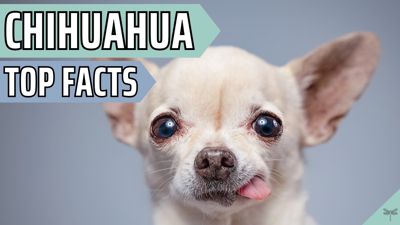 Pros & Cons of Owning a Chihuahua | Video