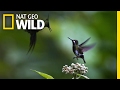 A Little Bit of Hummingbird Love | Animal All-Stars