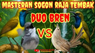 Download lagu 🔥DUO BREN CIBLEK-CIGUN? Masteran sogon ful tembakan bren #masteransogon #masteranburung #suarasogon mp3 Download lagu 🔥DUO BREN CIBLEK-CIGUN? Masteran sogon ful tembakan bren #masteransogon #masteranburung #suarasogon mp3