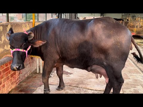 25 October 2025 good quality murrah buffalo