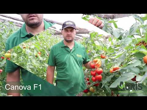 Canova F1 - Cultura de tomate în jud. Prahova, loc. Olari, la domnul Stroe Mircea