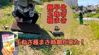 極早生玉ねぎ種まきしました【フォーカス】【極早生】【玉ねぎ】【家庭菜園】
