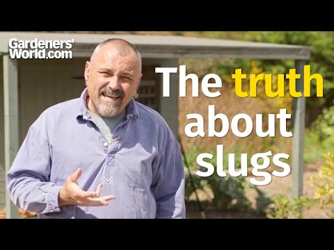 Are you attracting MORE SLUGS with this COMMON DETERRENT?