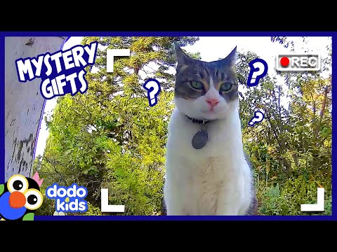 Who Keeps Leaving Mysterious Gifts On This Cat's Doorstep? | Mystery Animals | Dodo Kids