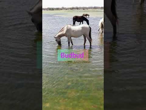 Quruxda budbud galgaduud Somalia