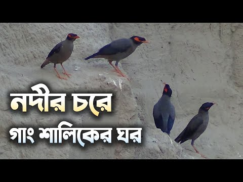 Bank Myna Bird in Bangladesh | Gang Shalik Pakhi | গাং শালিক পাখি
