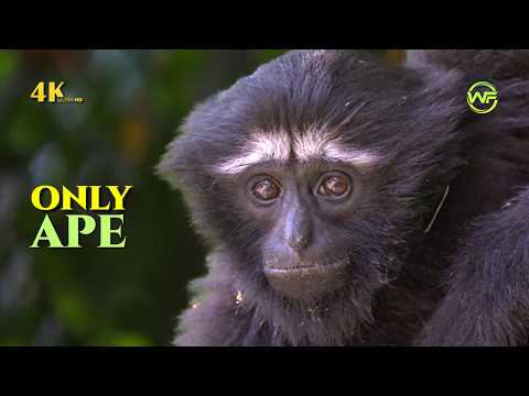 Hoolock Gibbon & Incredible Wildlife of Assam in 4K