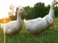 The Duck Peter And The Wolf Sergei Prokofiev