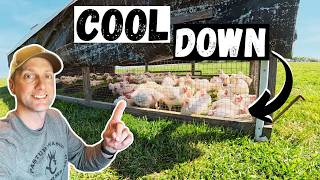 How We Beat the Heat on Our Farm (Animals Stay Cool)