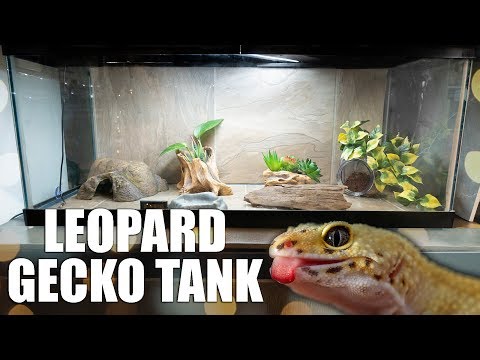 download lagu mp3 mp4 Leopard Gecko Habitat Setup, download lagu Leopard Gecko Habitat Setup gratis, unduh video klip Leopard Gecko Habitat Setup