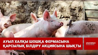 Ауыл халқы шошқа фермасына қарсылық білдіру акциясына шықты
