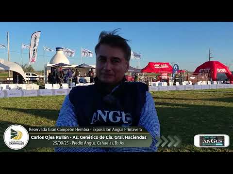 25-09-25 - Carlos Ojea Rullán - Cía. General de Haciendas - Reservado Gran Campeón Hembra