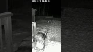 Download lagu TERRIFYING Standoff: GIANT Dog vs. Entire Wolf Pack 😱 #youtubeshorts #animals mp3 Download lagu TERRIFYING Standoff: GIANT Dog vs. Entire Wolf Pack 😱 #youtubeshorts #animals mp3