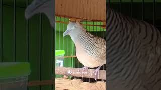 Download lagu Suara burung merpati zebra untuk relaksasi 01 #burung #suaraburung #lanskapsuaraburung #nyanyianburung #hewan mp3