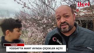 Yozgat'ta mart ayında çiçekler açtı! | İleri Gazetesi