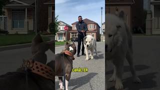 Pitbull vs Alabai - duelo de miradas #pitbull #alabai