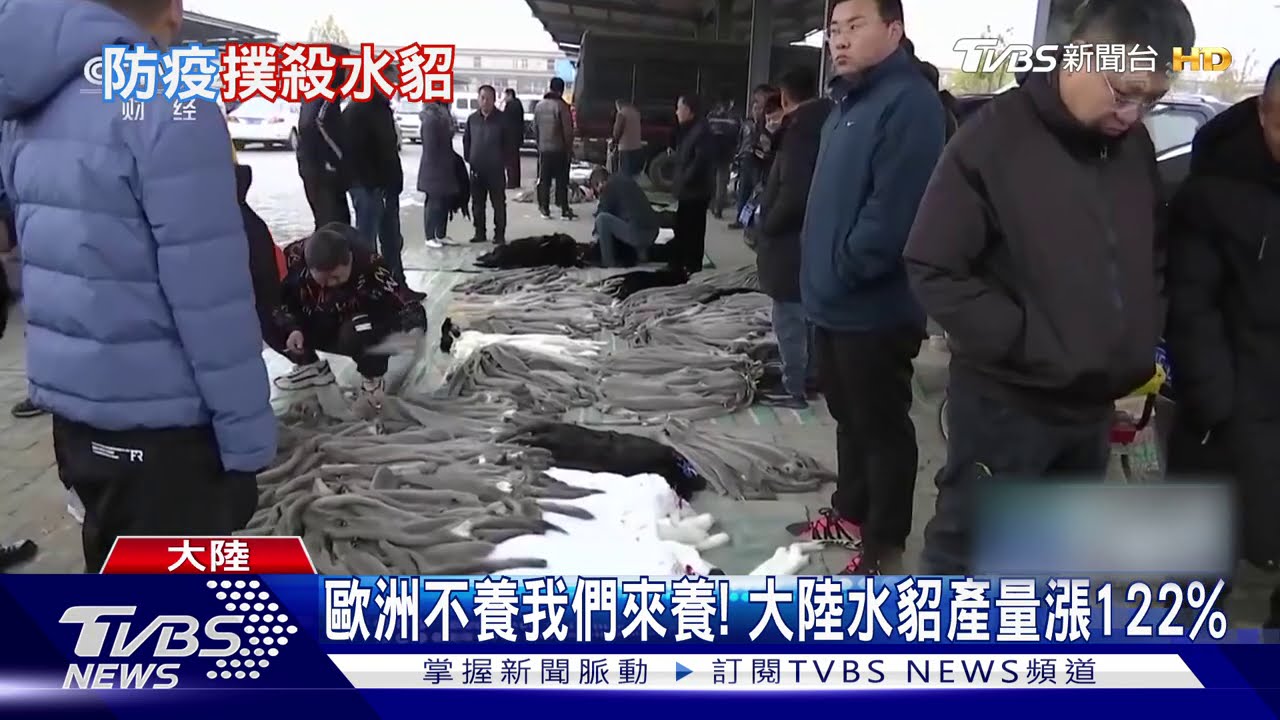 為了人類撲殺1700萬隻水貂! 丹麥總理落淚
