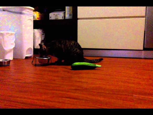 Cats and Cucumbers