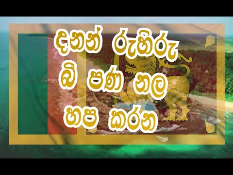Danan Ruhiru Bee  lyrical Song   - දනන් රැහිරැ බී පණ නල හප කරන