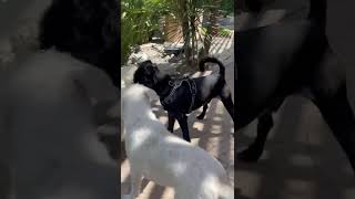 Video preview image #1 Bossi-Poo Puppy For Sale in Escondido, CA, USA