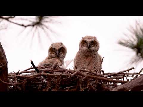 Great horned owls babies