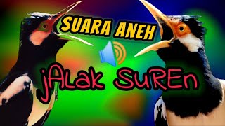 Download lagu Masteran suara aneh jalak suren||Putarkan suara ini sepanjang waktu mp3