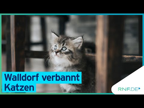 Ausgehverbot für Katzen in Walldorf - bedrohte Vogelart soll dadurch geschützt werden
