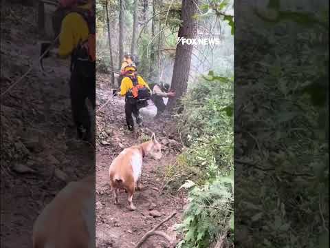 GOAT ON THE JOB: Goldie joins firefighters battling Colorado wildfire