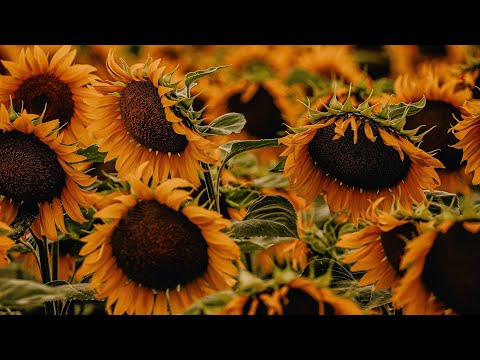 Yellow Sunflowers in HD  Relax Video 🌻 - Sunflower Fields 🌻✨