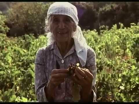 Ithaca, Greece 1981 The Grapes of Kioni | Super 8mm Kodachrome Film