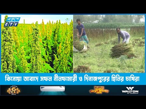 সুপার ফুড কিনোয়া আবাদে সফল নীলফামারী ও দিনাজপুরের হিলির চাষিরা | ETV News