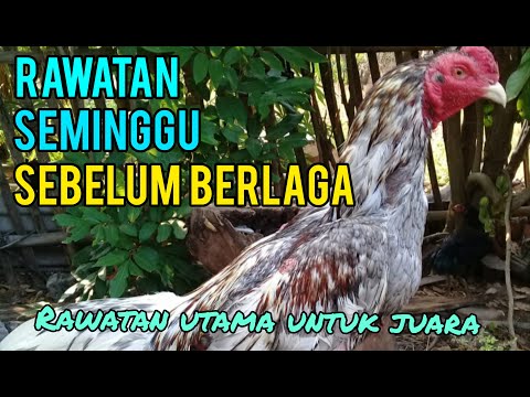 , title : 'Merawat Ayam SeMinggu SeBelum Turun AreNa'