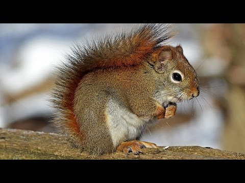 Children-View(4K): Animal Beauty - UHD SlideShow - Gentle Worship (Instrumental)