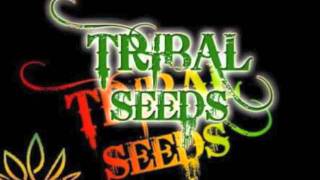 Tribal seeds -Run the show ! lyrics!