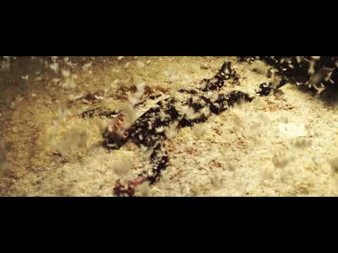 KiROT feat. Merili Käsper - Elumeri