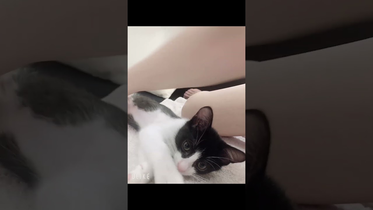 【保護猫】ハチワレ猫と私の日常 #ハチワレ #猫のいる暮らし #cat #保護猫