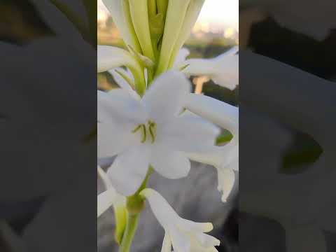 Every month 1 tuberose from my garden ❤️❤️❤️ #flowers #myfavorite