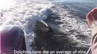 preview picture of video 'Dolphin encounter Cape Coral Florida Sept 2010'