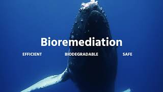 Bioremediation: the natural solution against oil pollution