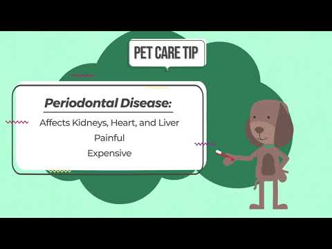 Does your pet have periodontal disease? Would you know?
