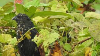 Download lagu Kicauan menyeramkan dari burung Bubut Alang' Kalimantan mp3