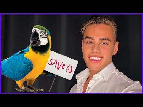 Most komolyan egy madárra?... | A "Gálik Úr" jelenség