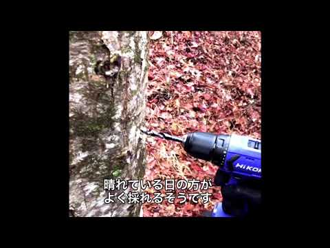 グリーンスロットメープル 植物