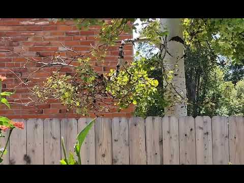 Male broadtailed hummingbird display impressing the lady          (part of mating flight)