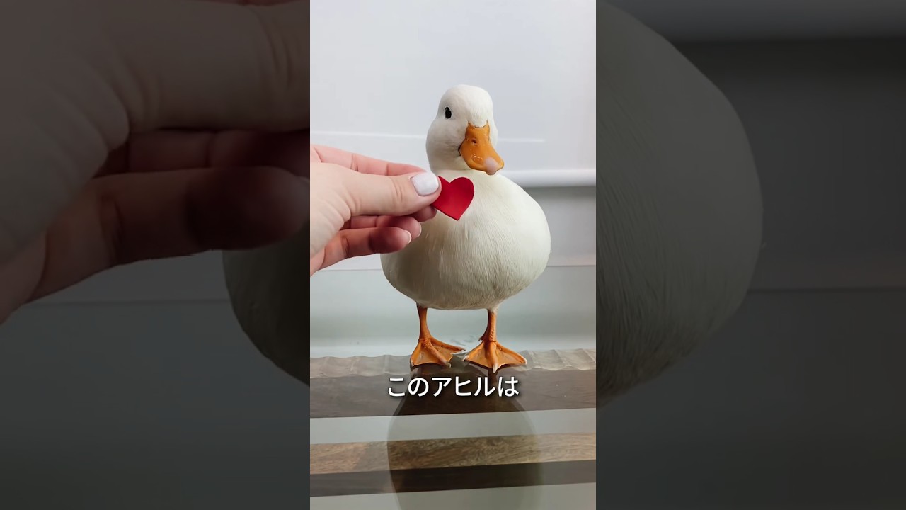 このアヒルは好きな物はたった一つだけ😭❤️#shorts