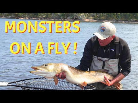 Sight Fishing for Monster Pike | Reindeer Lake Saskatchewan