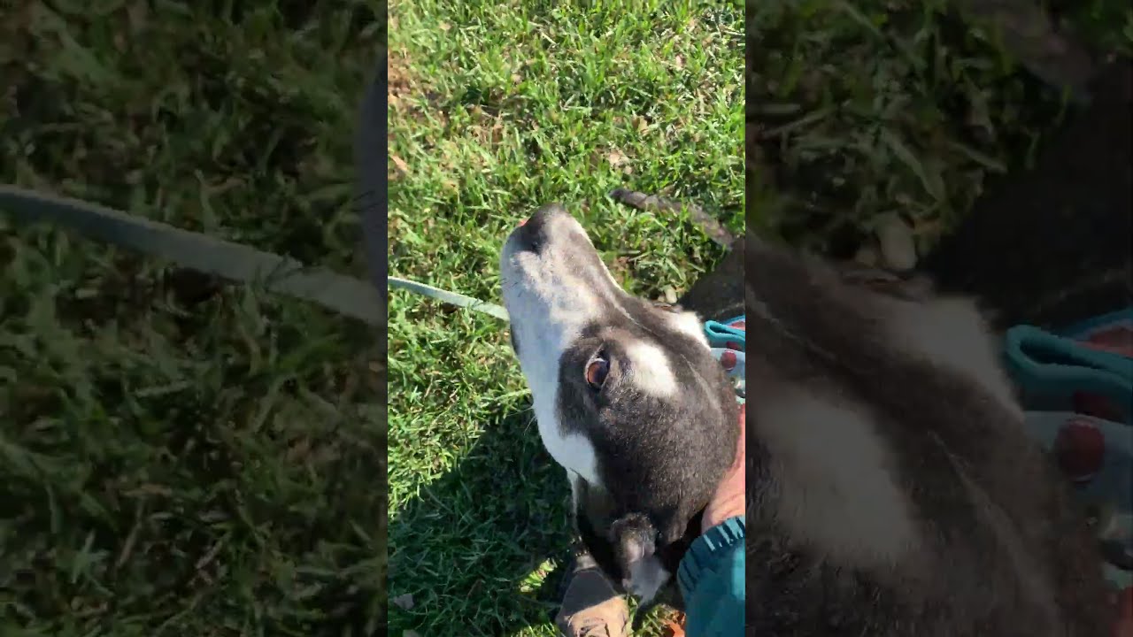 Enlarge Jolie - She is pure Joy!, a Adoptable mixed breed in Green Ridge, MO video 6/6