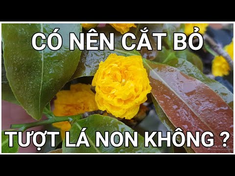 🔴 QBS2173 - SHOULD YOU CUT OFF THE YOUNG BRANCHES WHEN THE YELLOW APRICOT BLOOMS || TAKING CARE O...